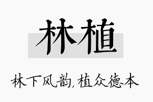 林植名字的寓意及含义