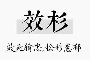 效杉名字的寓意及含义