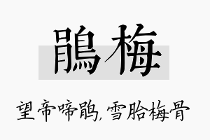 鹃梅名字的寓意及含义