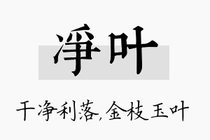 净叶名字的寓意及含义