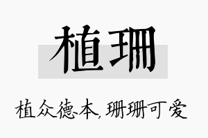 植珊名字的寓意及含义