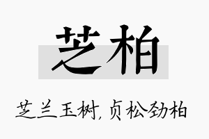 芝柏名字的寓意及含义