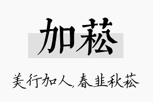 加菘名字的寓意及含义