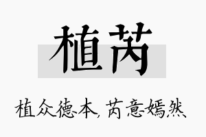 植芮名字的寓意及含义