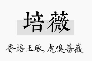 培薇名字的寓意及含义