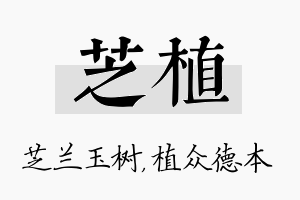 芝植名字的寓意及含义