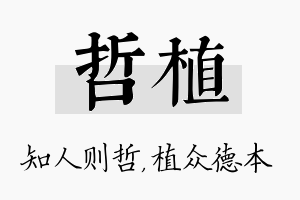 哲植名字的寓意及含义