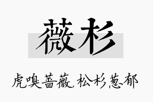 薇杉名字的寓意及含义