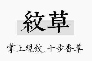 纹草名字的寓意及含义