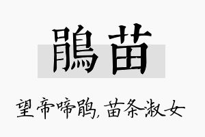 鹃苗名字的寓意及含义