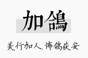 加鸽名字的寓意及含义