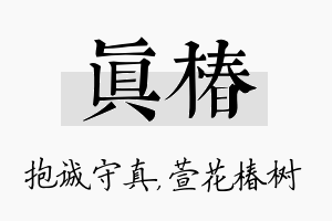 真椿名字的寓意及含义