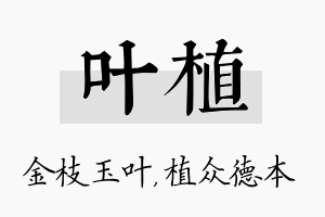 叶植名字的寓意及含义