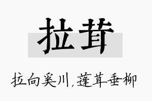 拉茸名字的寓意及含义