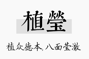 植莹名字的寓意及含义