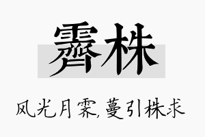 霁株名字的寓意及含义