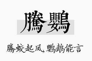 腾鹦名字的寓意及含义