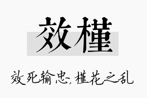 效槿名字的寓意及含义