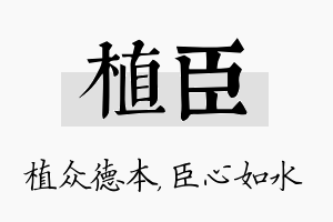 植臣名字的寓意及含义