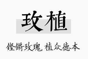 玫植名字的寓意及含义